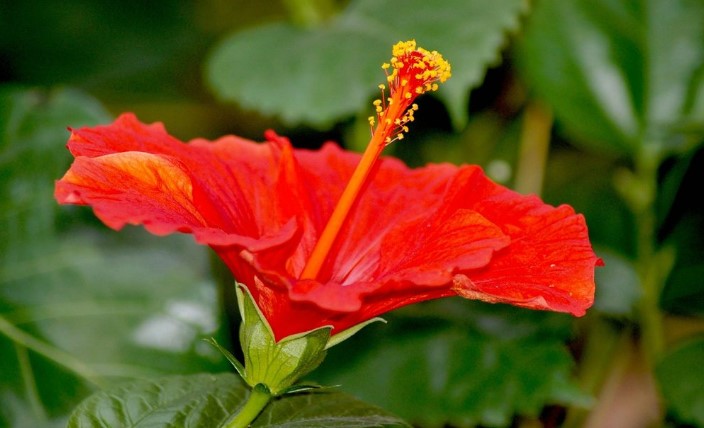 15 Manfaat Bunga Sepatu untuk Kesehatan, dari Jantung hingga Pencernaan