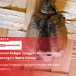 Petani Kelapa Songgon Khawatirkan Serangan Hama Kelapa, Ancam Program Ketahanan Pangan Presiden Prabowo