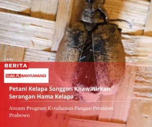 Petani Kelapa Songgon Khawatirkan Serangan Hama Kelapa, Ancam Program Ketahanan Pangan Presiden Prabowo