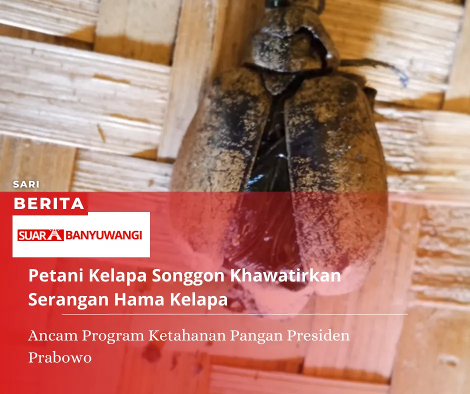 Petani Kelapa Songgon Khawatirkan Serangan Hama Kelapa, Ancam Program Ketahanan Pangan Presiden Prabowo