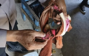 Warga Purwoharjo Dikejutkan Pria Depresi Gantung Diri, Polisi Pastikan Murni Bunuh Diri