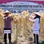 Kapolda Jatim dan Bupati Ipuk Panen Raya Jagung Serentak di Banyuwangi, Surplus Pangan Terjaga