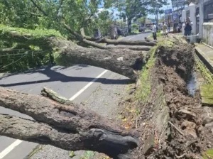 Angin Kencang Landa Banyuwangi Sebabkan Pohon Tumbang di 13 Titik Lokasi