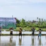 Antisipasi Kemarau Panjang, Banyuwangi Percepat Tanam Padi Serentak